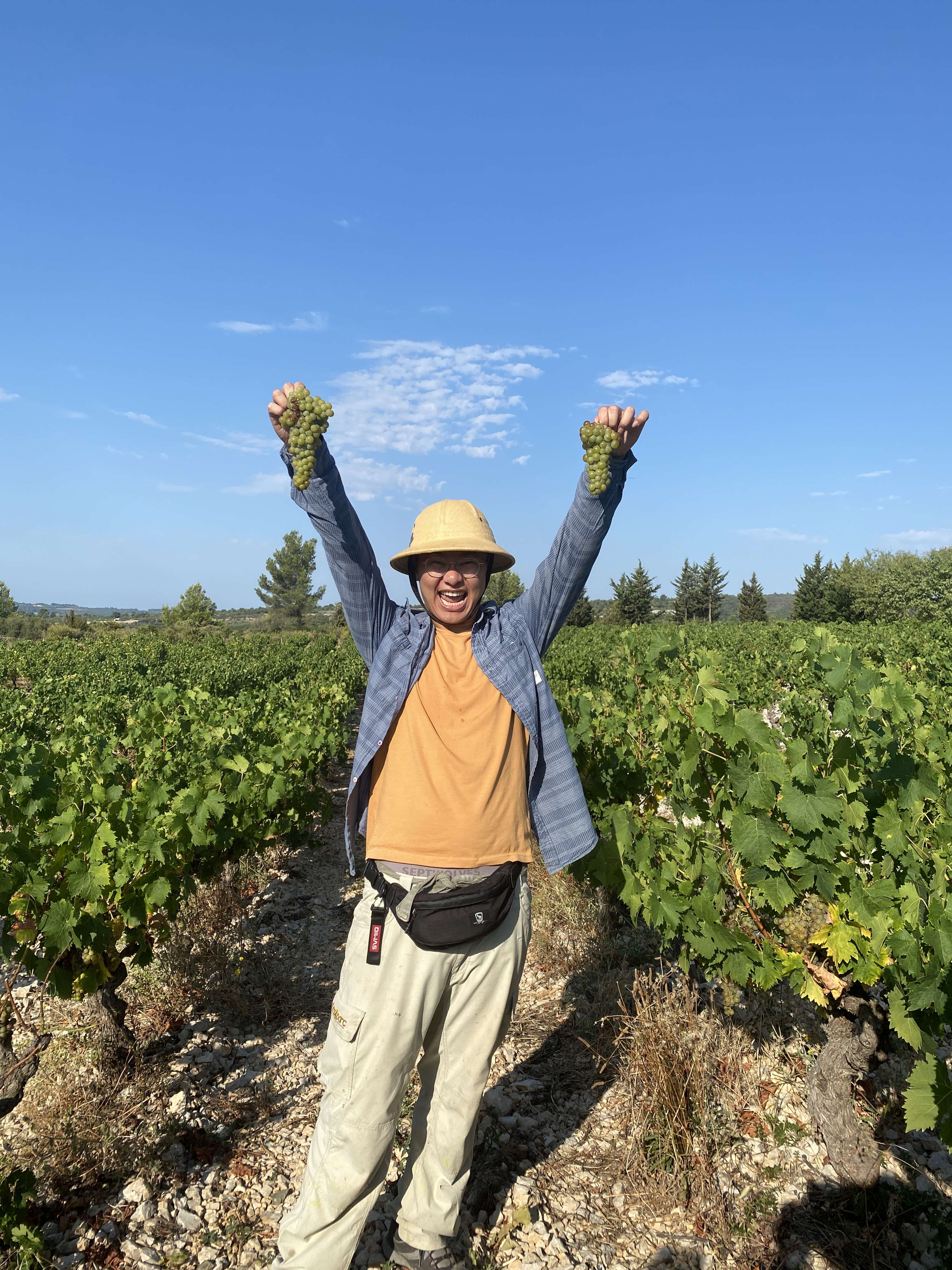 Grape Harvesting