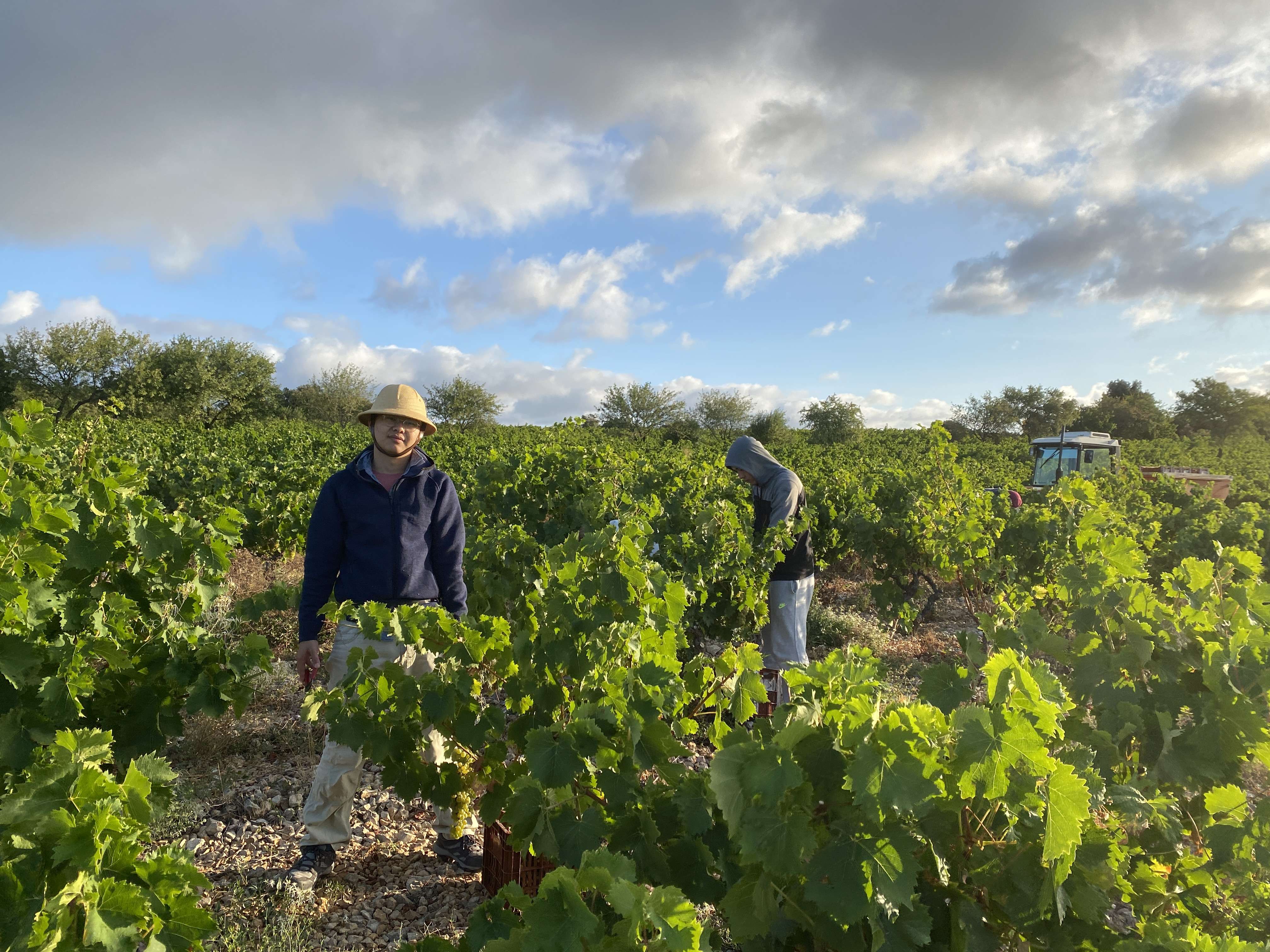 Grape Harvesting Image